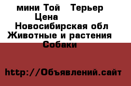 мини Той - Терьер › Цена ­ 5 000 - Новосибирская обл. Животные и растения » Собаки   